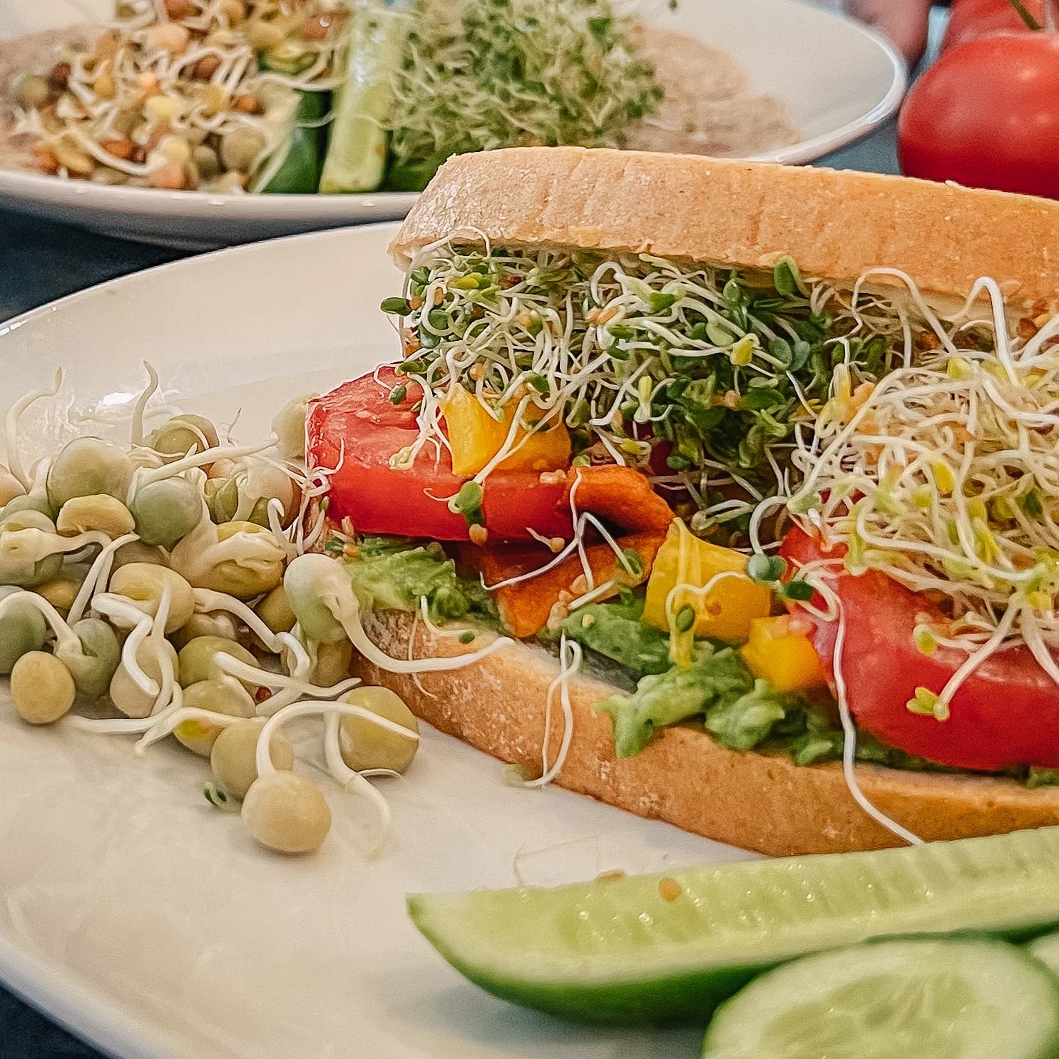 Alfalfa Broccoli Pea Sprouts in Sandwich Recipe Closeup