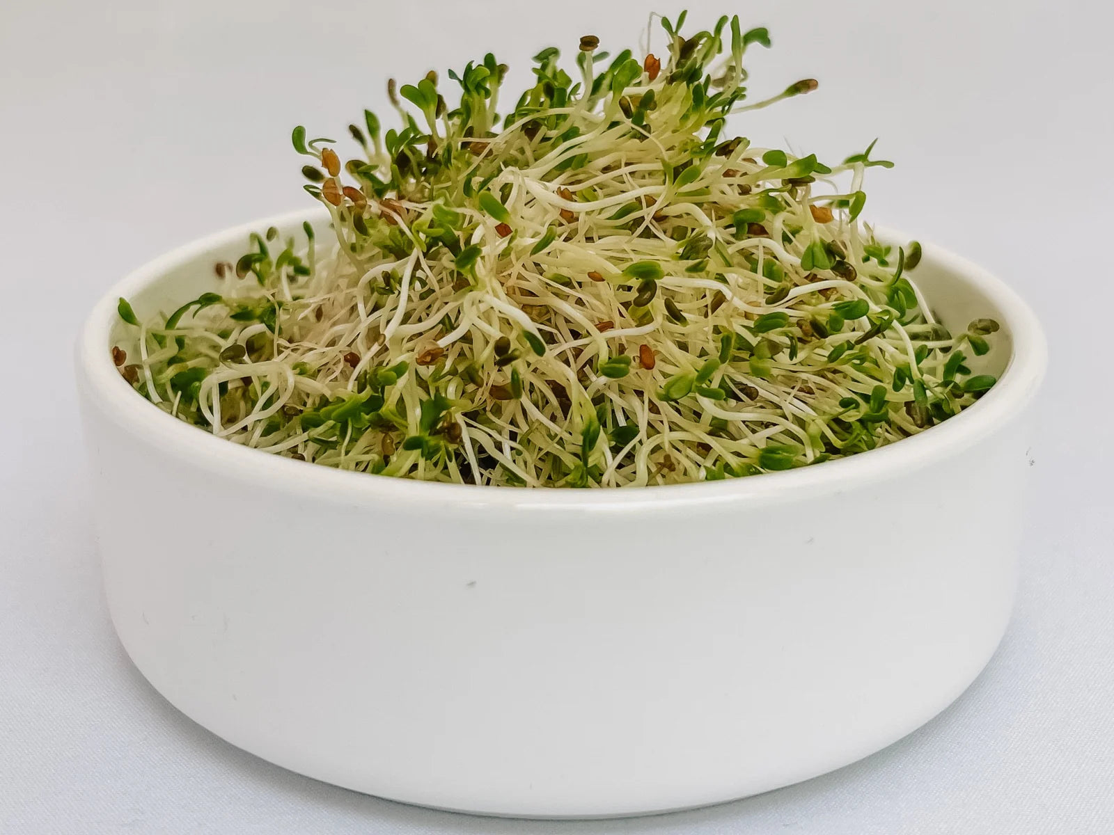 Alfalfa Sprouts in a Bowl