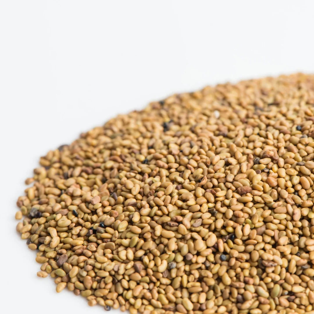 Organic Alfalfa Sprouts Seeds