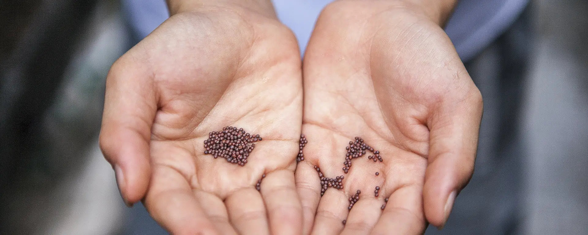 Organic Broccoli Sprouting Seeds in Hands