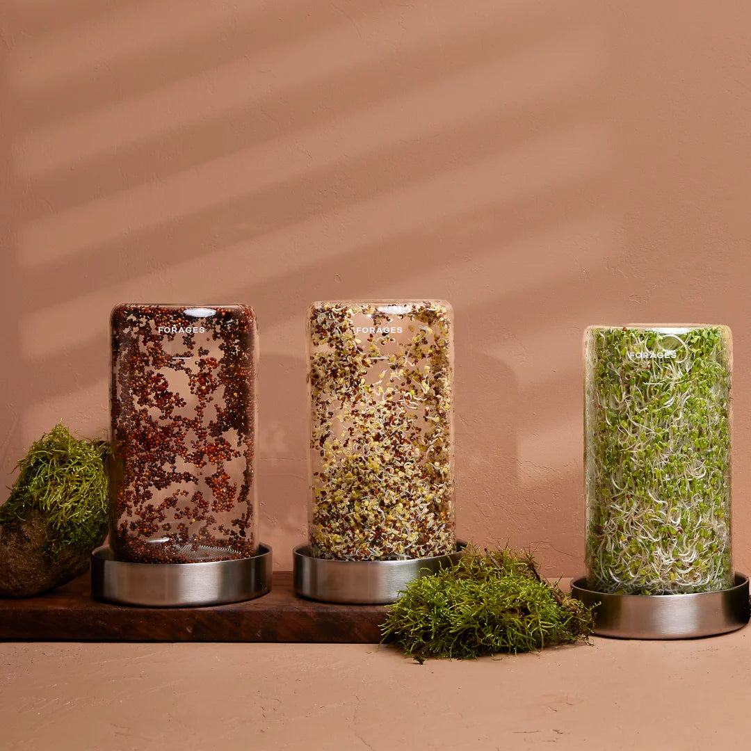 Three Forages Sprout Jar Kits showing stages of Broccoli Sprouts