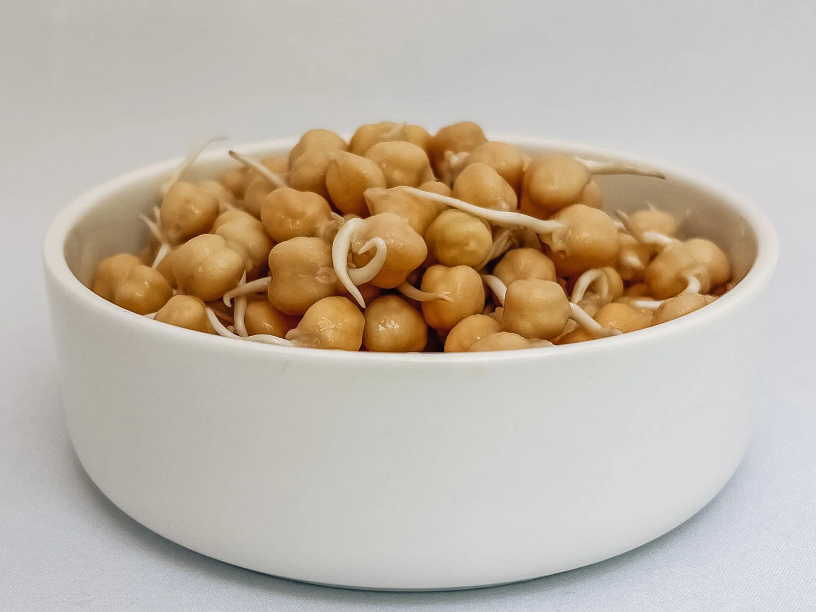 Garbanzo Bean Chickpea Sprouts in a Bowl