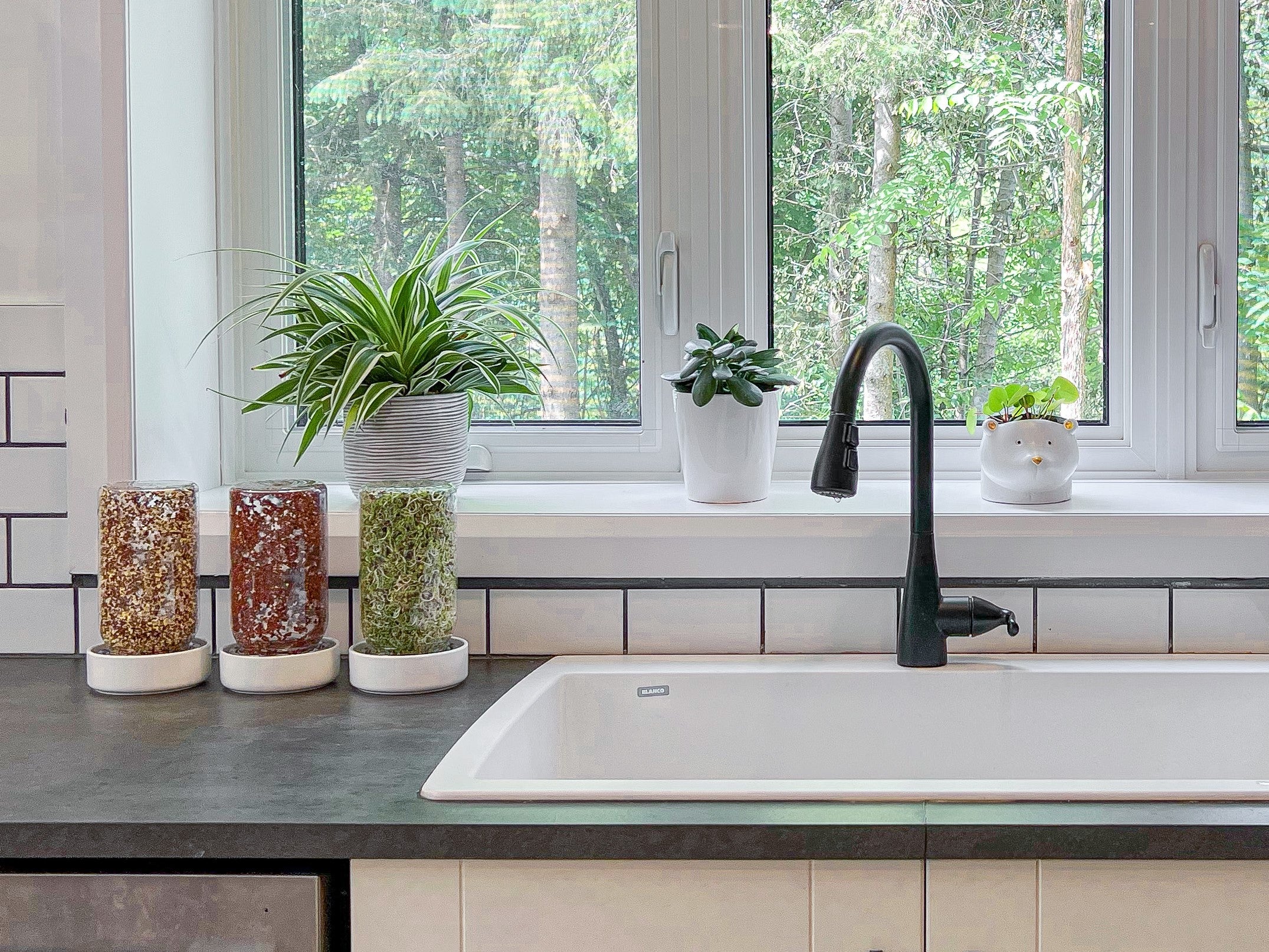 Sprout jar kit on a kitchen counter with broccoli sprouts