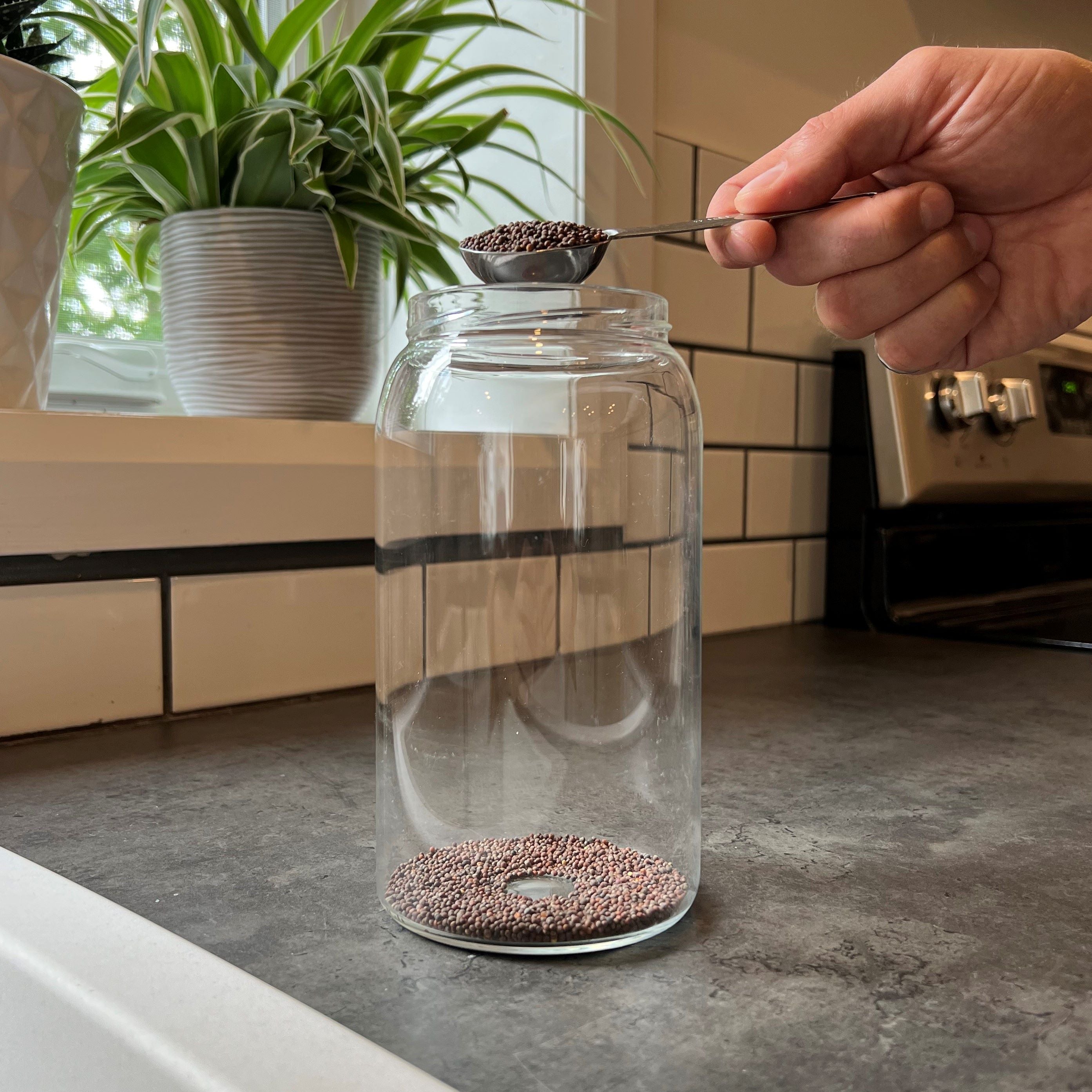 Adding a tablespoon of broccoli seeds to the Sprout Jar Kit