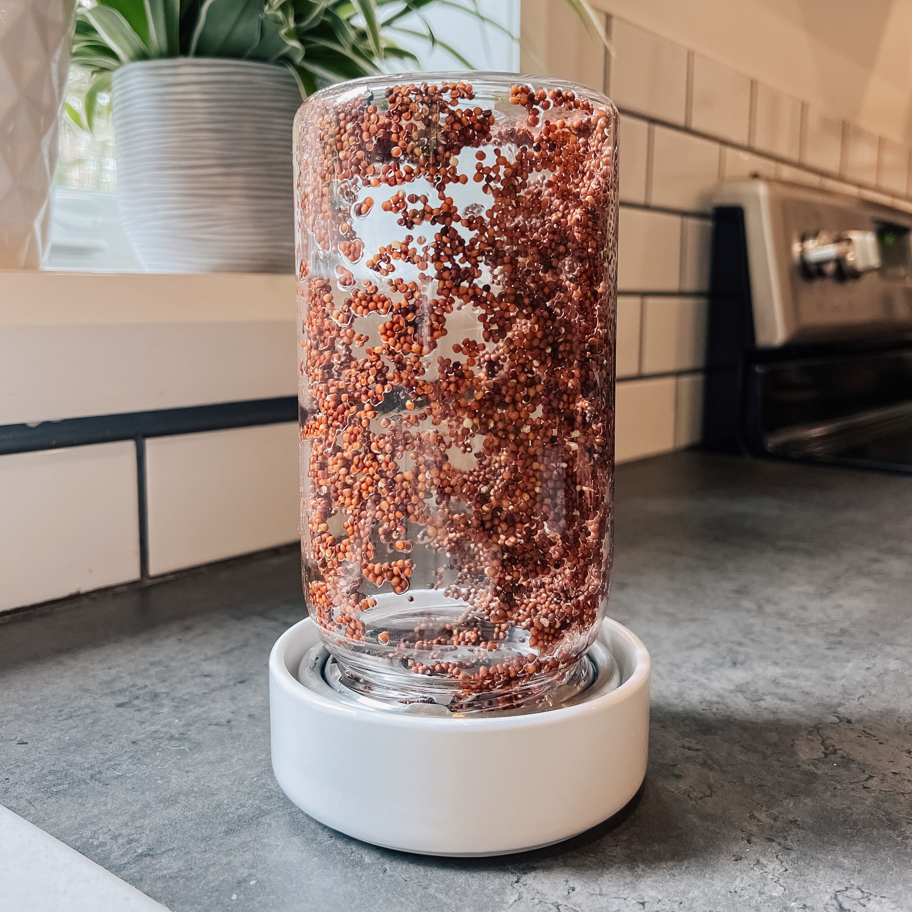 Broccoli sprout seeds spread out on sides of the Sprout Jar Kit