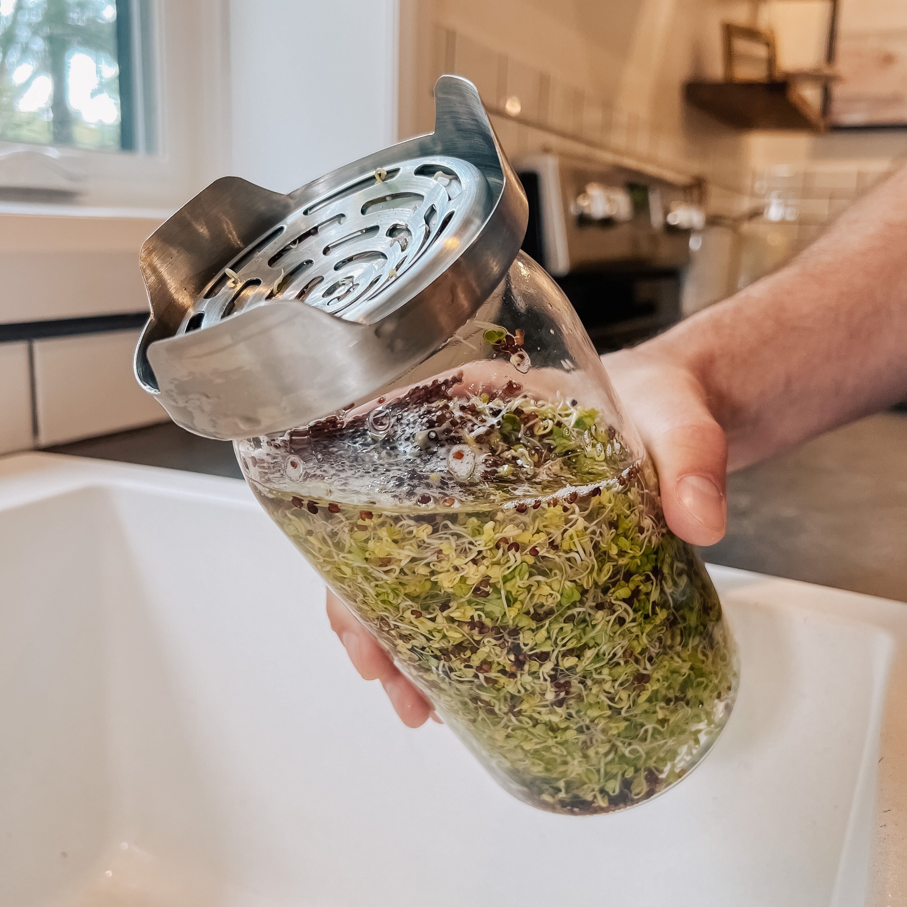 Swirling rinse water in a jar of broccoli sprouts using the Sprout Jar Kit