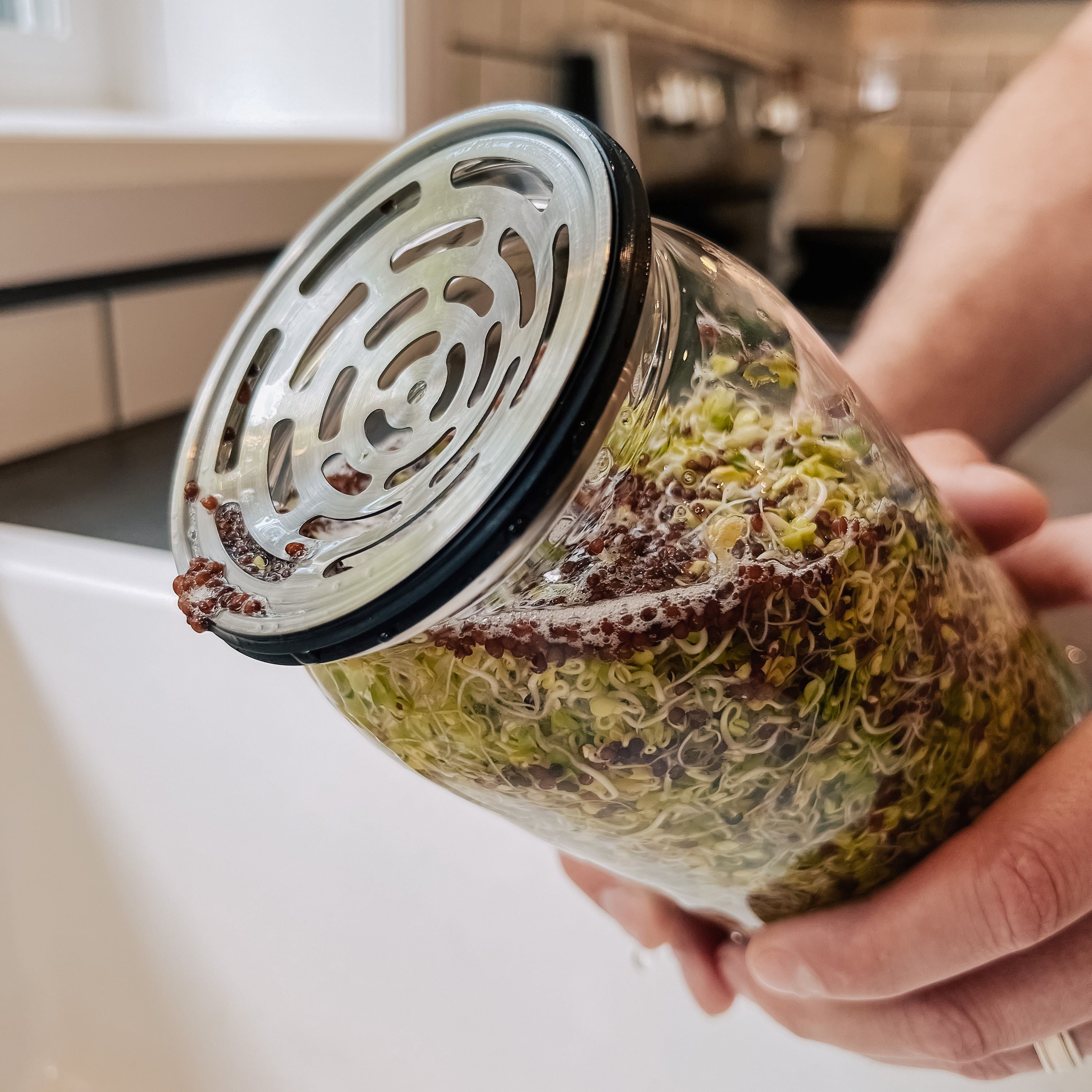 Using the Sprout Jar Kit to rinse hulls from broccoli sprouts