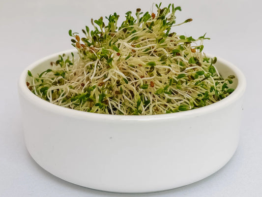 Sprouts Options Discover Sprout Varieties – Organic & Healthy Options – Forages
