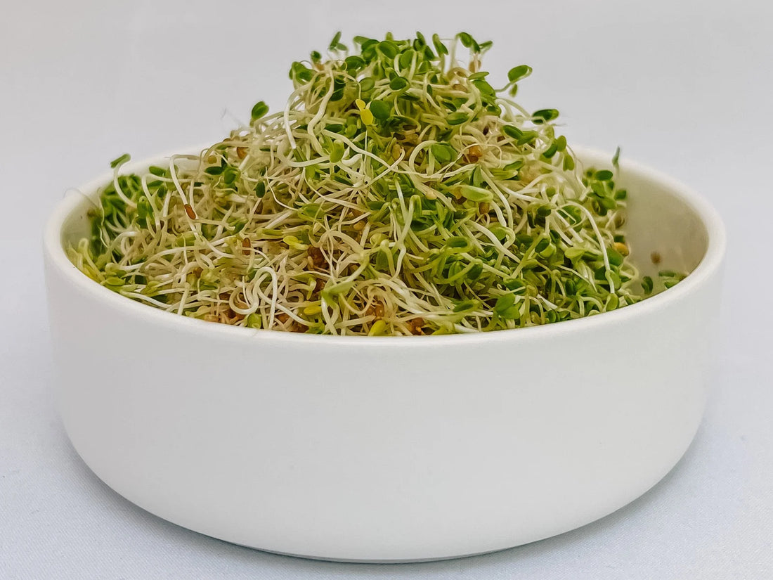 Clover Sprouts in a Bowl