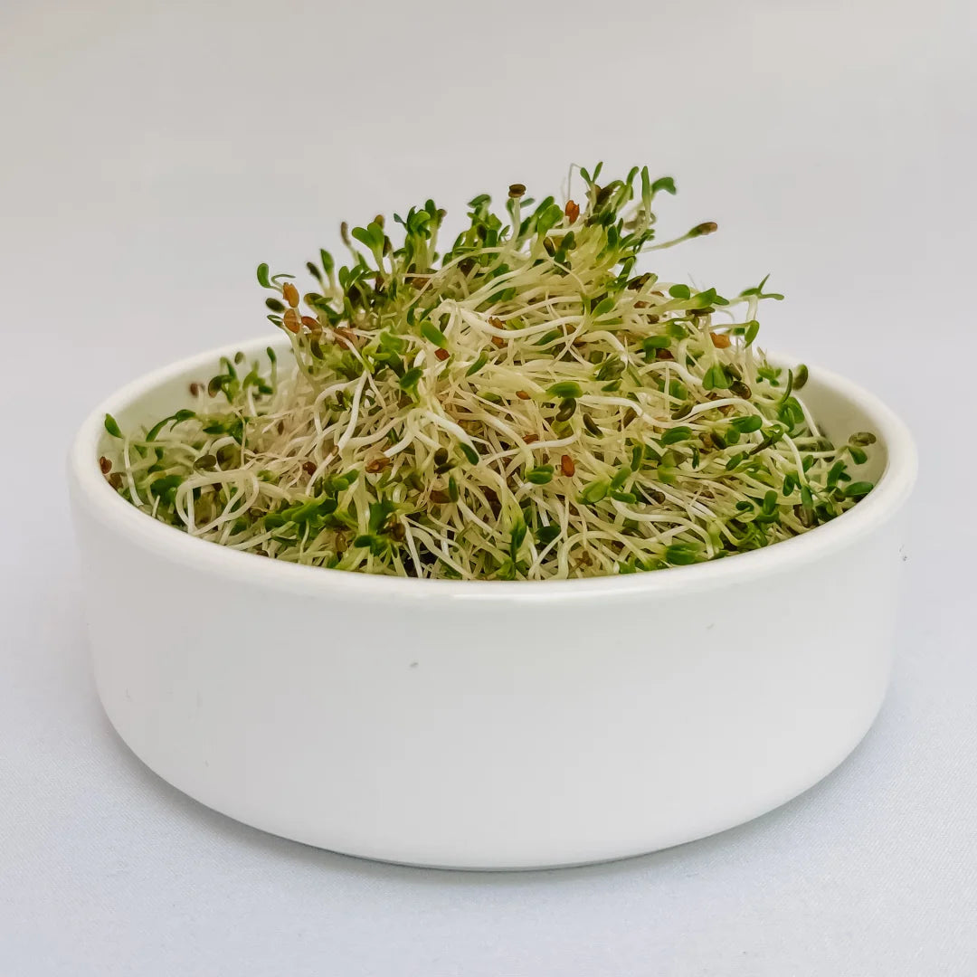 Organic Alfalfa Sprouts in a bowl