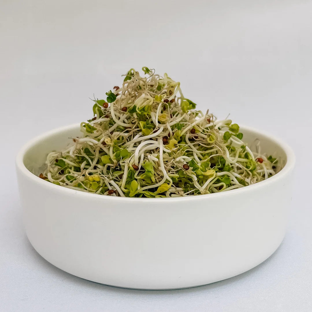 Organic Broccoli Sprouts in a bowl