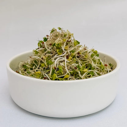 Organic Broccoli Sprouts in a bowl