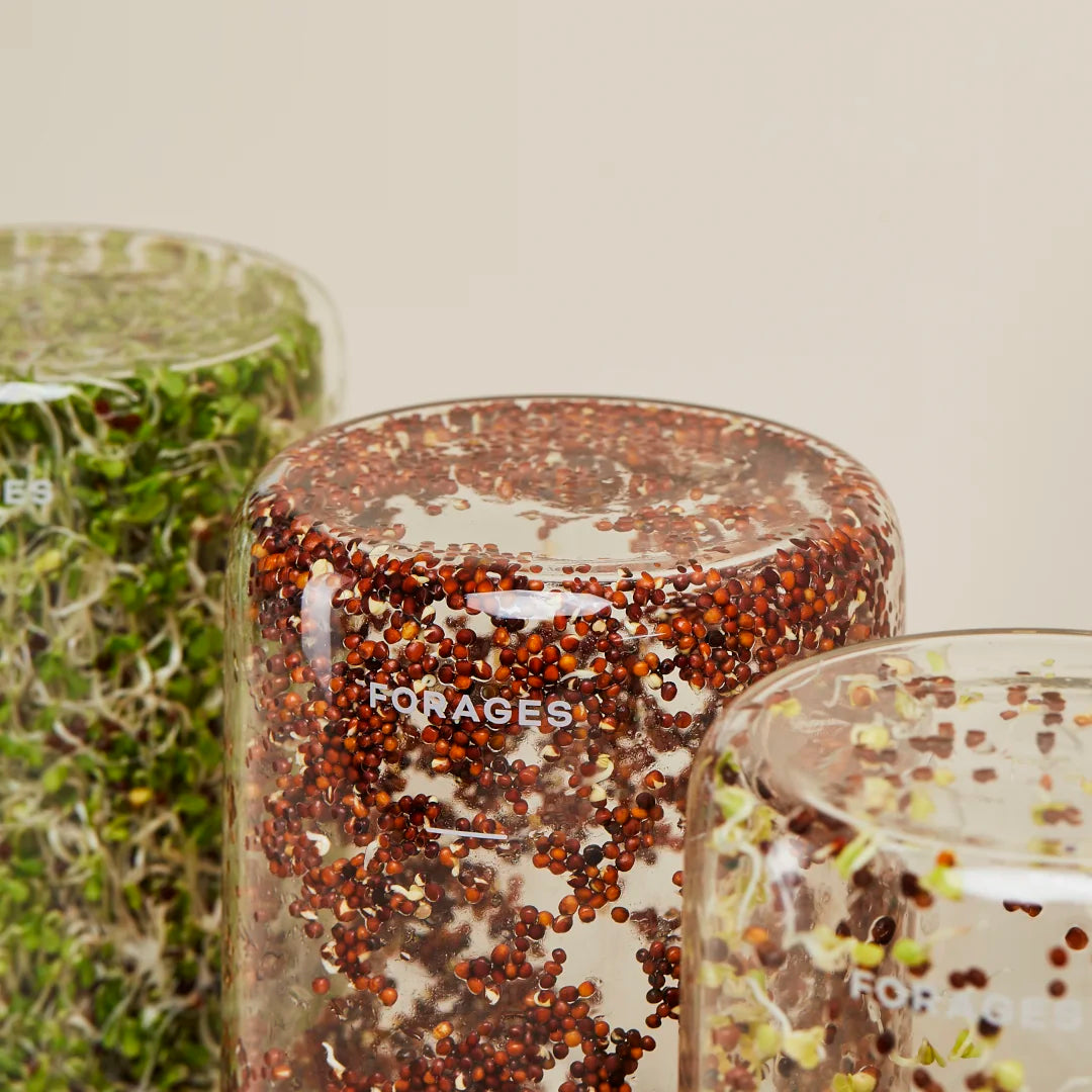 Forages Sprout Jar Kit Top of Jars Closeup