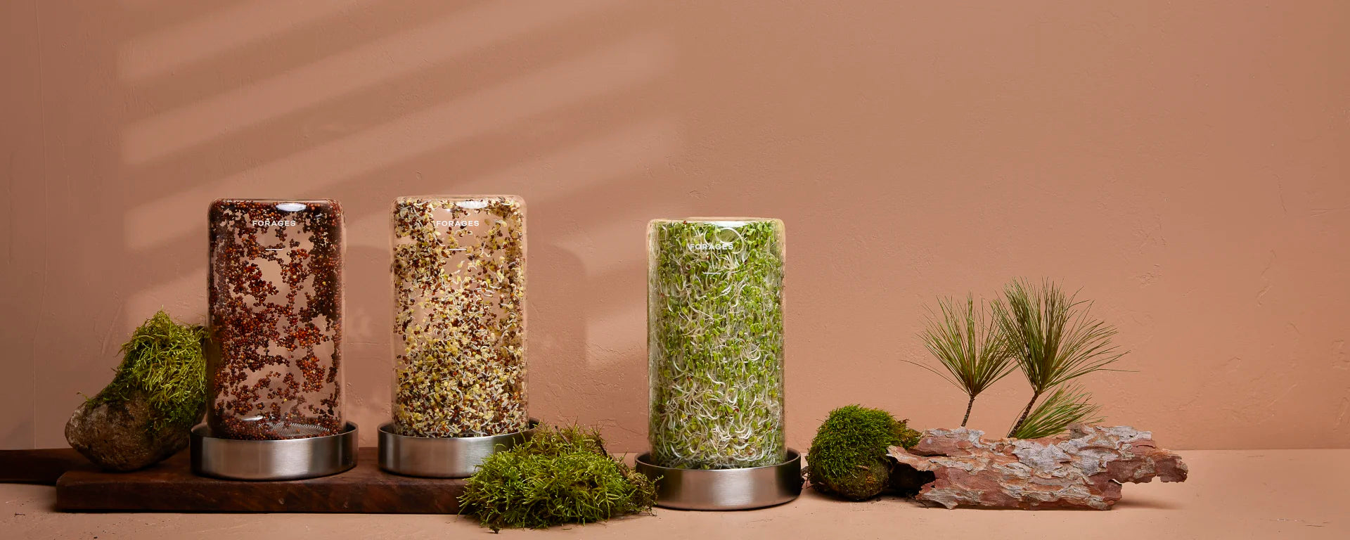 Three Forages Sprout Jar Kits showing stages of Broccoli Sprouts with moss