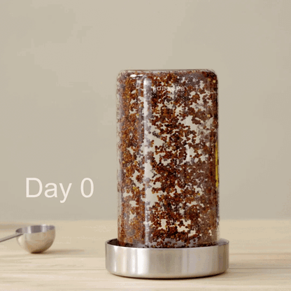Forages Sprouts Growing from Seeds to Full Jar of Broccoli Sprouts in 5 days