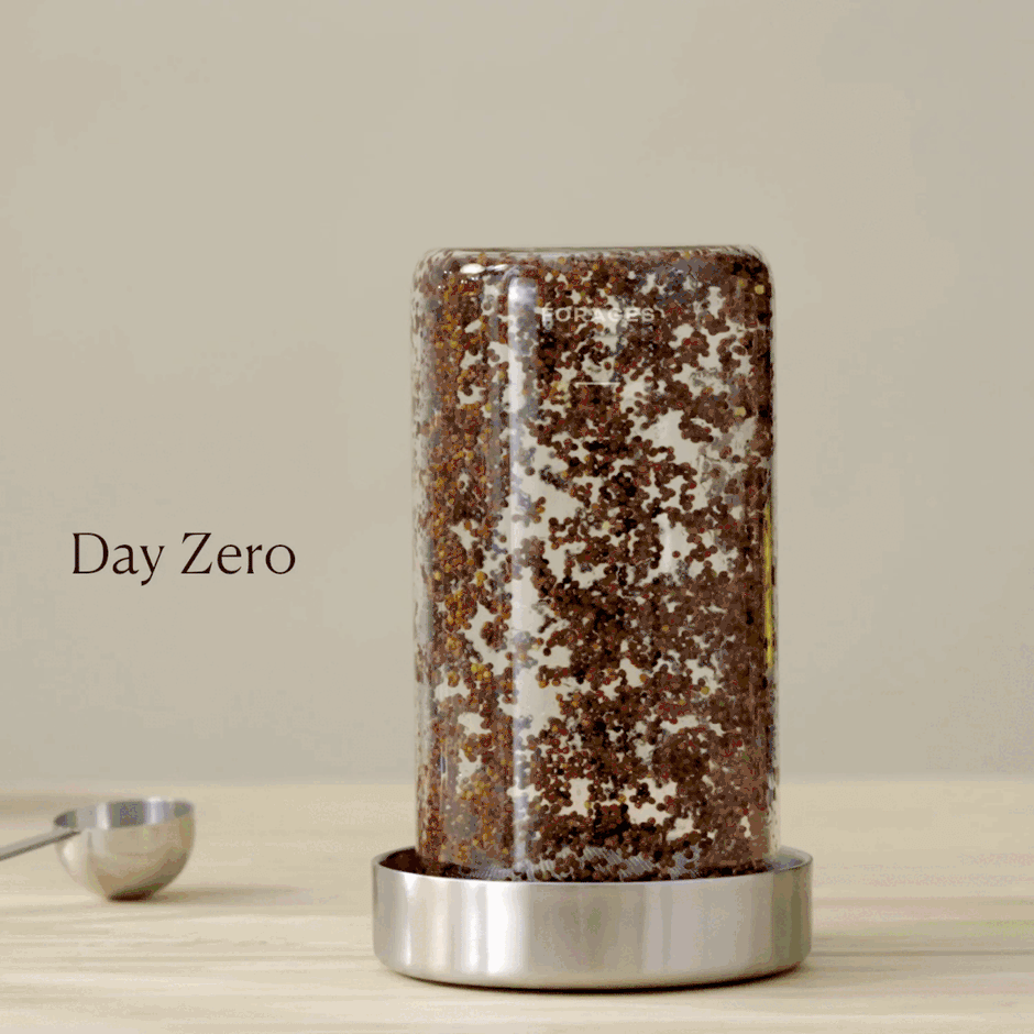 Before You Buy from The Sprouting Company, Read This Comparison – Forages