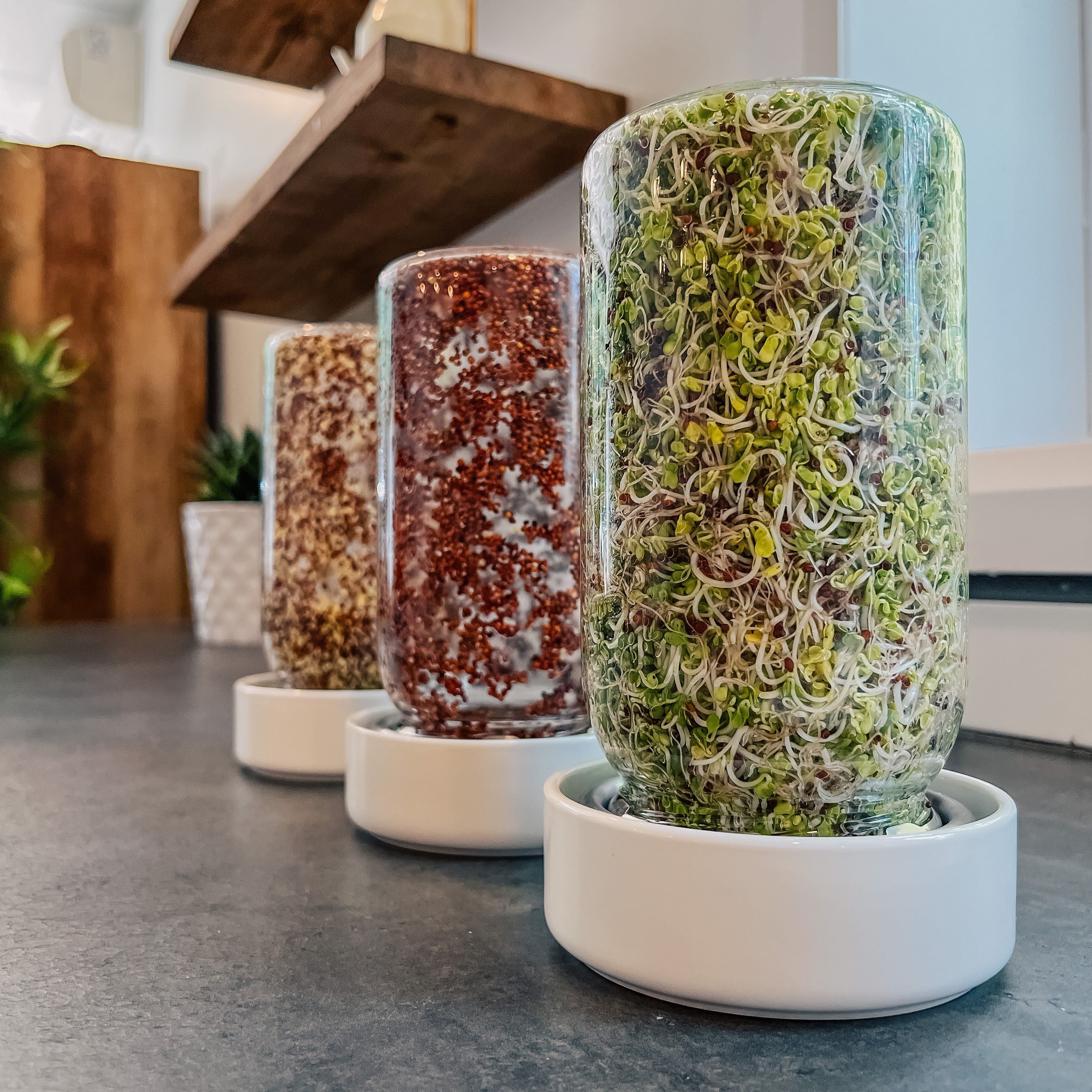 Three Sprout Jar Kits on a kitchen counter with broccoli sprouts at different stages of growth