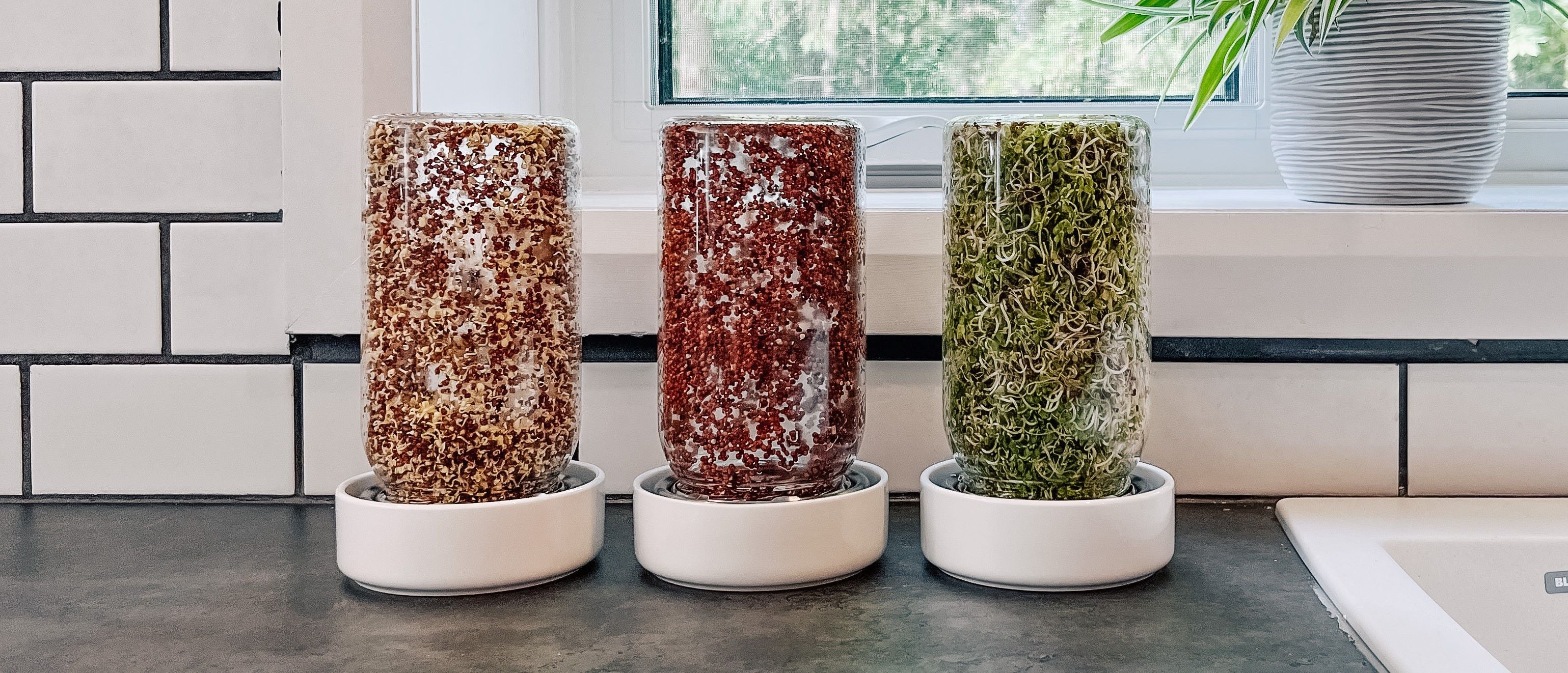 Three Sprout Jar Kits on a kitchen counter with broccoli sprouts at different stages of growth
