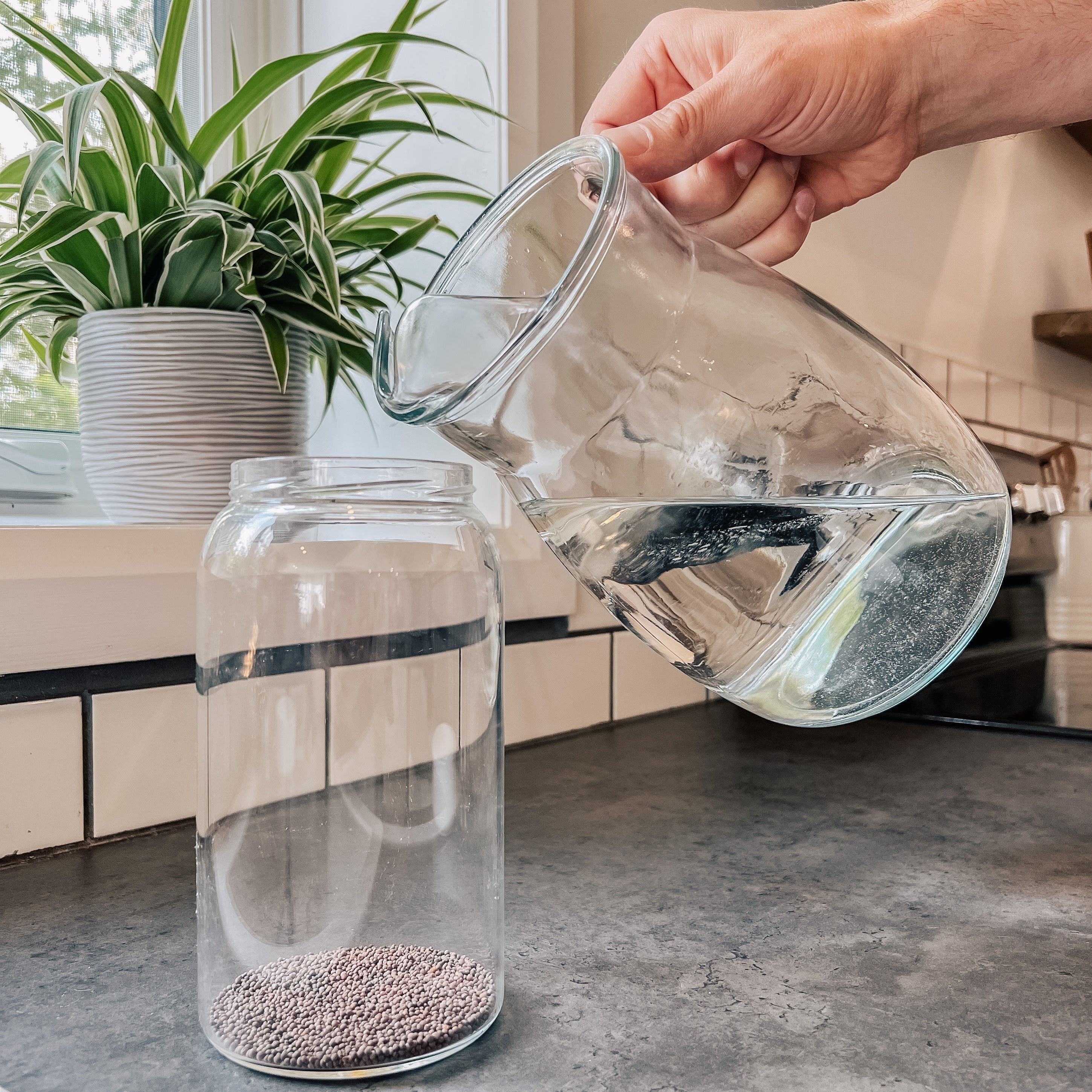Pouring water from a pitcher into a jar with broccoli sprout seeds