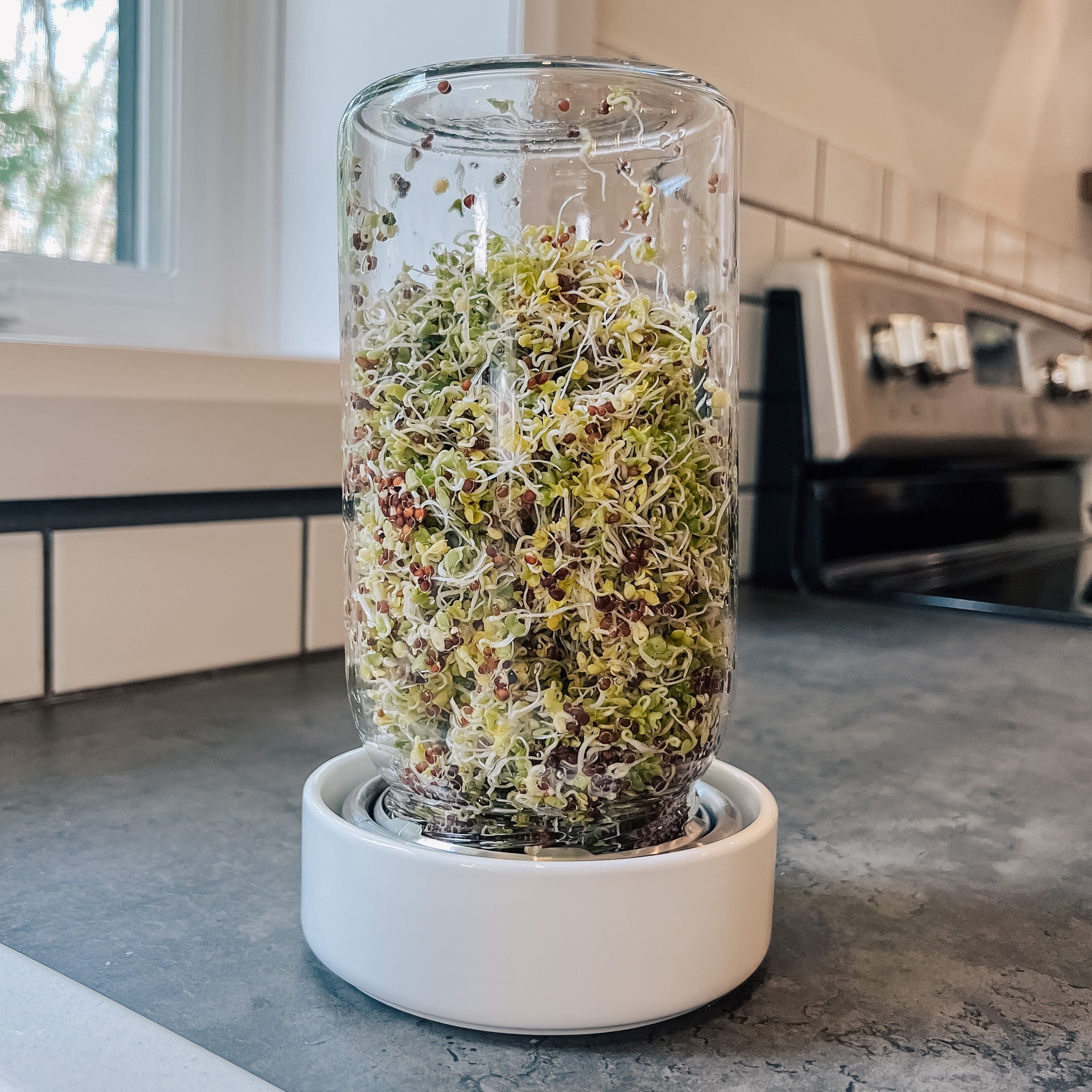 Sprout Jar Kit on a kitchen counter with broccoli sprouts