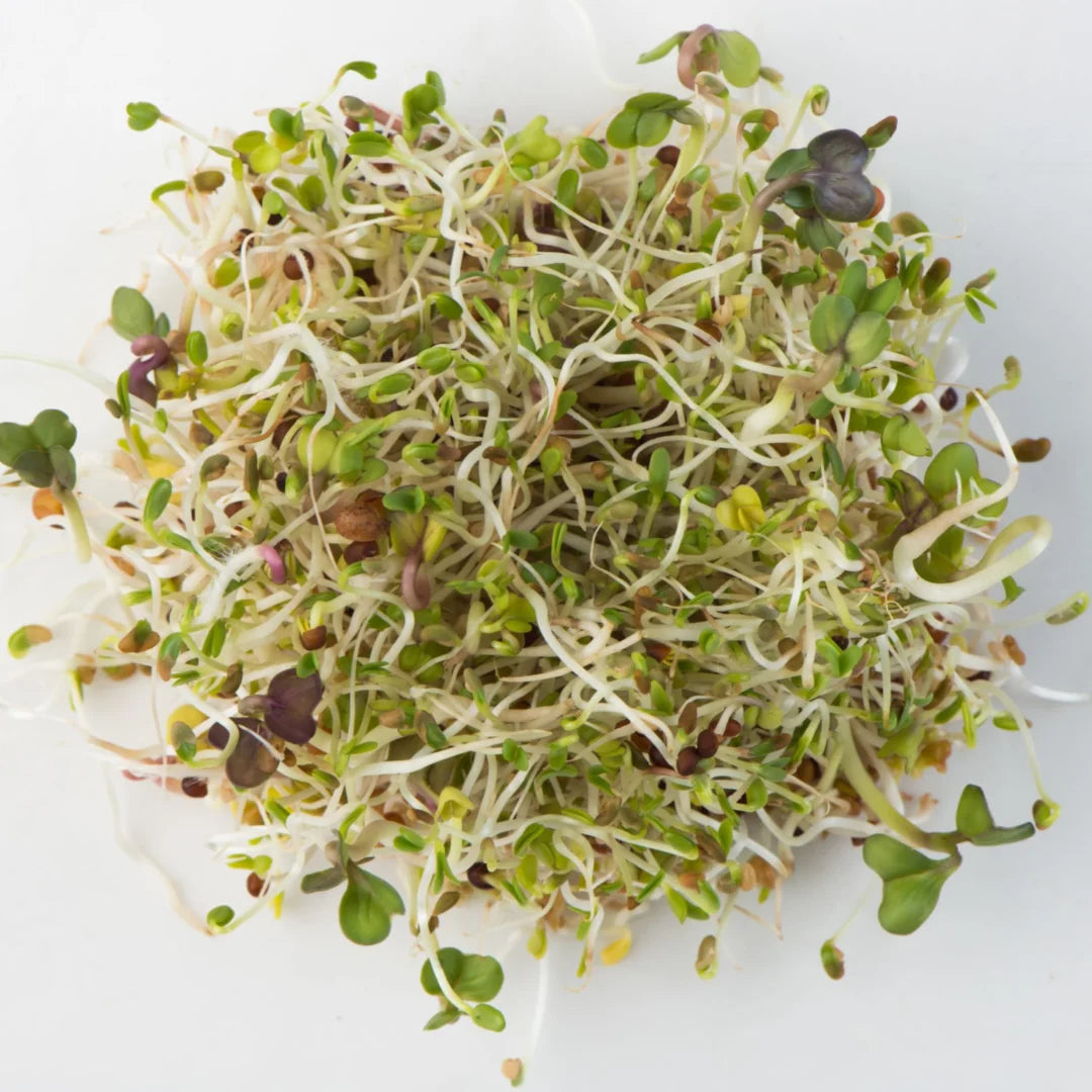 Spring Salad Mix Sprouts
