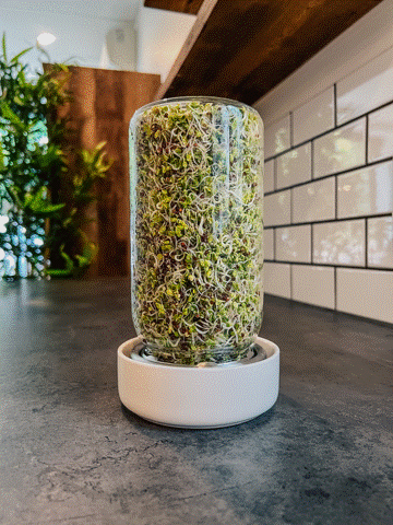Broccoli sprouts growing in a Sprout Jar Kit